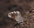 Image 14The microscopic cave snail Zospeum tholussum, found at depths of 743 to 1,392 m (2,438 to 4,567 ft) in the Lukina Jama–Trojama cave system of Croatia, is completely blind with a translucent shell (from Fauna)