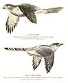 Image 28The hawk-cuckoo resembles a predatory shikra, giving the cuckoo time to lay eggs in a songbird's nest unnoticed (from Animal coloration)