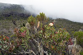 En primer plano, un ejemplar en flor de Protea caffra subsp. kilimandscharica, detrás de unos brezos blancos (Erica arborea).