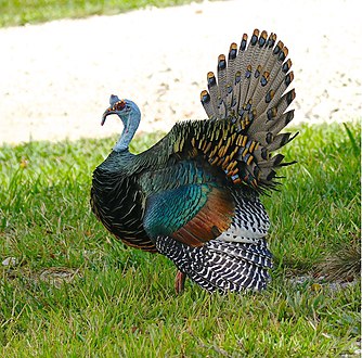 Chan Chich Lodge area, Belize: the ocellated turkey is named for the eye-shaped spots (ocelli) on its tail feathers