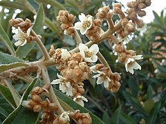 Соцветие мушмулы японской (Eriobotrya japonica)