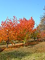 Черешова градина през есента