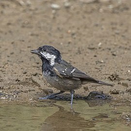 Cyprus coal tit, P. a. cypriotes (note buff underparts)