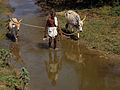 28. Földművelő két zebuval (Bos indicus) az indiai Tamilnádu államban (1993) (javítás)/(csere)