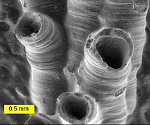 SEM image of a hederelloid from the Devonian of Michigan (largest tube diameter is 0.75 mm)