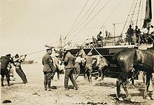 A group of men unloading a horse from a ship thorough the use of a sling. Another horse is partially visible, while other men watch from the ground and the deck of the ship.