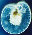 Image 69Dinoflagellate (from Marine food web)