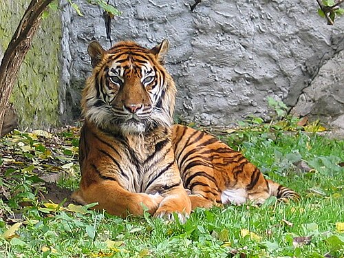 A sunlit Sumatran tiger lying in short grass by a wall, head up, facing camera
