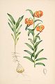 Kranjska lilija Lilium carniolicum