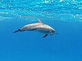 Trópusi delfin