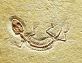 Eichstaettisaurus schroederi,, an extinct lizard from the Solnhofen Limestone