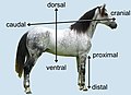 Anatomical terms of location in a horse.