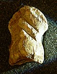 Giant deer bone of Einhornhöhle c. 49,000 BC; Megaloceros bone; Einhornhöhle, Germany