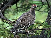 Spruce Grouse (Falcipennis canadenis) RWD.jpg