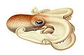 Image 9 Velodona Illustration: Ewald Rübsamen Velodona togata is the only species in the octopus genus Velodona; the genus and species names come from the large membranes that connect its arms. It was first described by Carl Chun in his book Die Cephalopoden (from which this illustration is taken) in 1915. A second subspecies was described by Guy Coburn Robson in 1924. More selected pictures
