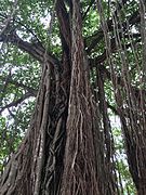 Ficus benghalensis prop roots