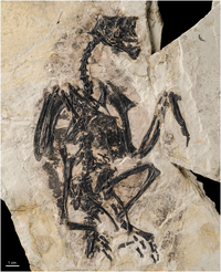 Gretcheniao sinensis holotype.png
