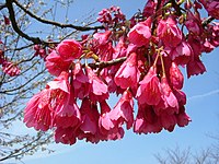 Anh đào hoa chuông, Prunus campanulata