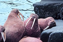 Photo of five walruses on rocky shore