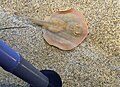 An active round stingray in the Monterey Bay Aquarium.
