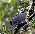 Šumski golub Nilgiri (Columba elphinstonii)