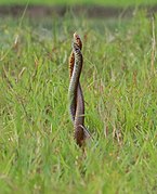 Territorial fight in the Indian rat snake, Ptyas mucosa