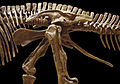 Pelvis d'edmontosaure (estructura pelviana d'ornitisqui - costat esquerre)