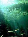 Image 37Kelp forests provide habitat for many marine organisms (from Marine habitat)