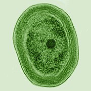 The tiny cyanobacterium Prochlorococcus is a major contributor to atmospheric oxygen