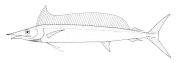 Shortbill spearfish Tetrapturus angustirostris