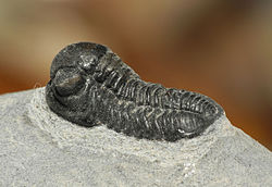 Focus stacked image of a trilobite