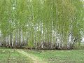 Brezova šuma u Rusiji