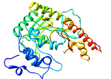 Colored schematic drawing of the creatine kinase enzyme