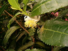 Цветы чая (Camellia sinensis)