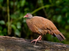 RED SPURFOWL NHOLE.png