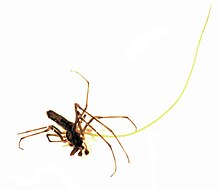 Pavouka z čeledi čelistnatkovití opouští žlutý červ strunice. Fotografie má bílé pozadí