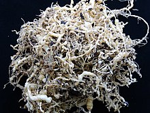 Fotografie bílého kulovitého kořenového systému rajčete, na němž jsou patrné hlízkovité struktury vytvořené háďátky rodu Meloidogyne