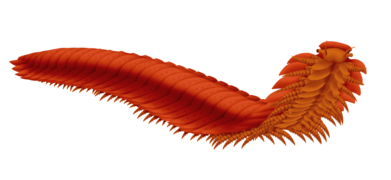 Arthropleura was a giant millipede that fed on the Carboniferous plants. At 8 feet long, it was the largest terrestrial arthropod that ever lived.