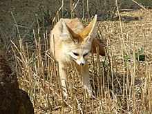 A fennec fox standing around in tall grass.