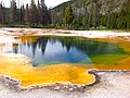 Image 59Archaea were initially viewed as extremophiles living in harsh environments, such as the yellow archaea pictured here in a hot spring, but they have since been found in a much broader range of habitats. (from Marine prokaryotes)