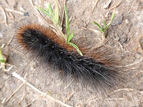 "Woolly bear" caterpillar
