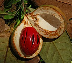 Quả nhục đậu khấu (một loài bản địa Indonesia) là nguồn nguyên liệu cho hai gia vị giá trị, đó là lớp vỏ đỏ và hạt nhục đậu khấu được bao quanh.