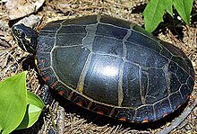 A full overhead shot of an eastern painted turtle