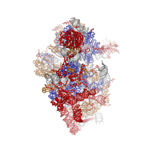 40S subunit viewed from the solvent-exposed side, PDB identifier 2XZM