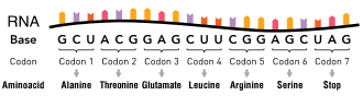 An RNA molecule consisting of nucleotides. Groups of three nucleotides are indicated as codons, with each corresponding to a specific amino acid.