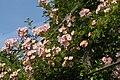 Rosa 'Ella Elisabeth', a rose cultivar that originated in Pauwels's garden