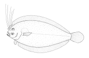 Crested flounder Lophonectes gallus
