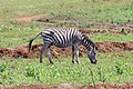 Plains zebras (or Equus quagga) are listed as 'near threatened' by the IUCN