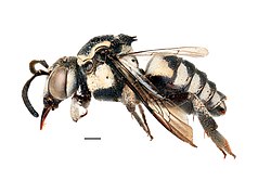 Afromelecta lieftincki