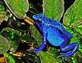 Image 60The blue poison dart frog is endemic to Suriname. (from Suriname)